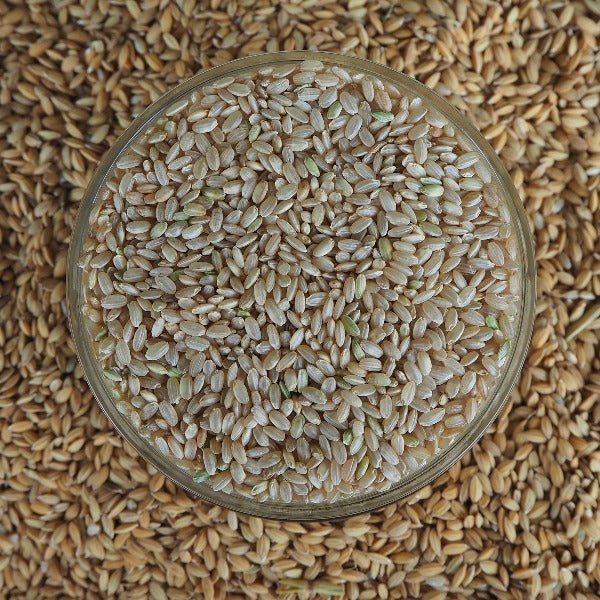 DRYLAND BROWN RICE