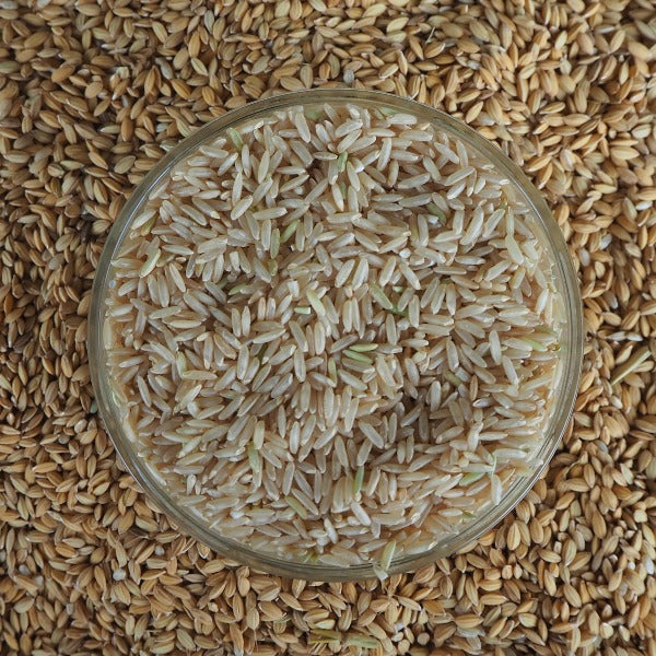 DRYLAND BROWN RICE