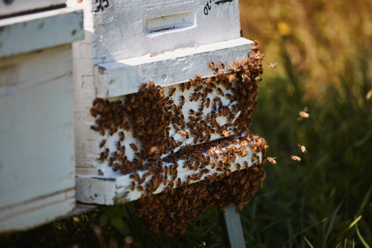 RAW HONEY